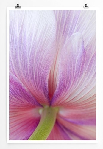 Best for home Artprints - Kunstbild - Tulpe in Zartrosa mit feinen Linien- Fotodruck in gestochen scharfer Qualität