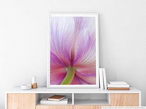 Best for home Artprints - Kunstbild - Tulpe in Zartrosa mit feinen Linien- Fotodruck in gestochen scharfer Qualität