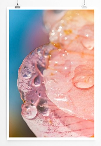 Best for home Artprints - Künstlerische Fotografie - Lachsfarbene Blüte mit Tautropfen- Fotodruck in gestochen scharfer Qualität