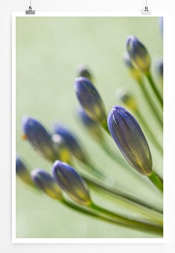 Best for home Artprints - Kunstbild - Blaue Schmucklilie- Fotodruck in gestochen scharfer Qualität
