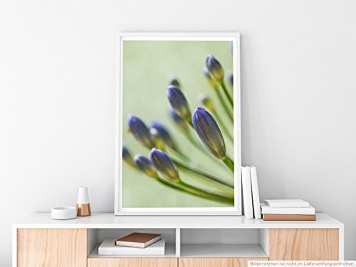 Best for home Artprints - Kunstbild - Blaue Schmucklilie- Fotodruck in gestochen scharfer Qualität
