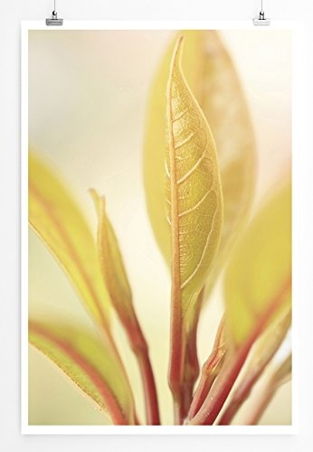 Best for home Artprints - Kunstbild - Zarte Blätter - Fotodruck in gestochen scharfer Qualität