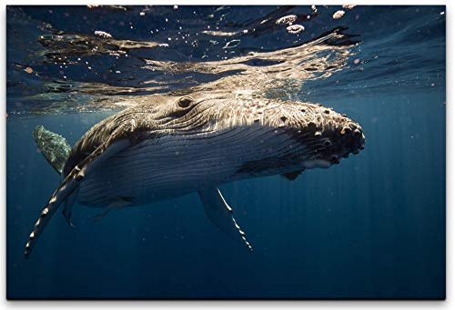 bestforhome 150x100cm Leinwandbild Whale unter Wasser...