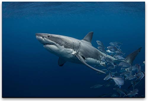 bestforhome 150x100cm Leinwandbild weißer Hai unter Wasser Leinwand auf Holzrahmen