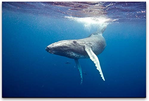 bestforhome 150x100cm Leinwandbild Whale am Schwimmen...