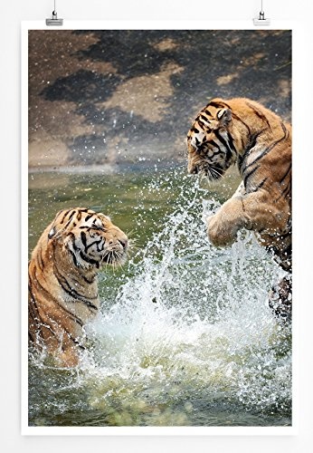 Best for home Artprints - Tierfotografie - Anmutige Tiger im Wasser- Fotodruck in gestochen scharfer Qualität