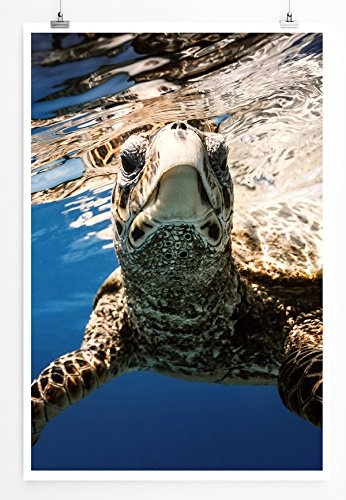 Best for home Artprints - Tierfotografie - Meeresschildkröte unter Wasser- Fotodruck in gestochen scharfer Qualität