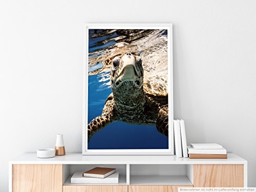 Best for home Artprints - Tierfotografie - Meeresschildkröte unter Wasser- Fotodruck in gestochen scharfer Qualität