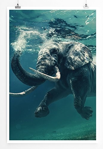 Best for home Artprints - Tierfotografie - Schwimmender Elefant unter Wasser- Fotodruck in gestochen scharfer Qualität