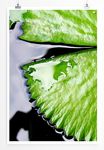 Best for home Artprints - Kunstbild - Lotusblatt im Wasser- Fotodruck in gestochen scharfer Qualität