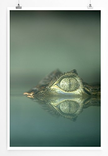 Best for home Artprints - Tierfotografie - Alligator im Wasser- Fotodruck in gestochen scharfer Qualität