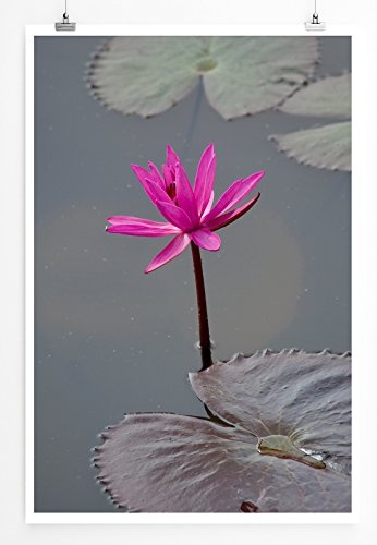 Best for home Artprints - Kunstbild - Pinker Lotus im Wasser- Fotodruck in gestochen scharfer Qualität