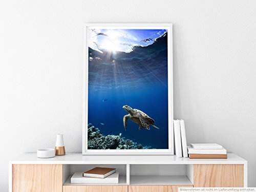 Best for home Artprints - Tierfotografie - Schildkröte unter Wasser Malediven- Fotodruck in gestochen scharfer Qualität