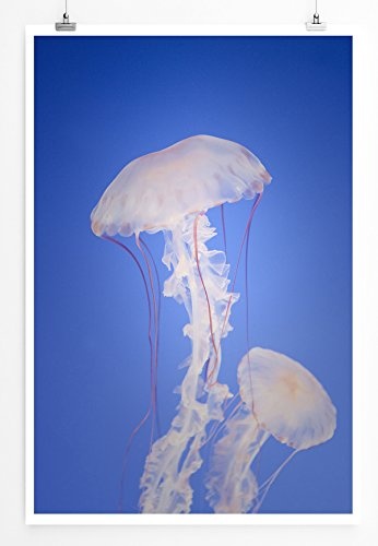 Best for home Artprints - Tierfotografie - Weiße Medusen im blauen Wasser- Fotodruck in gestochen scharfer Qualität