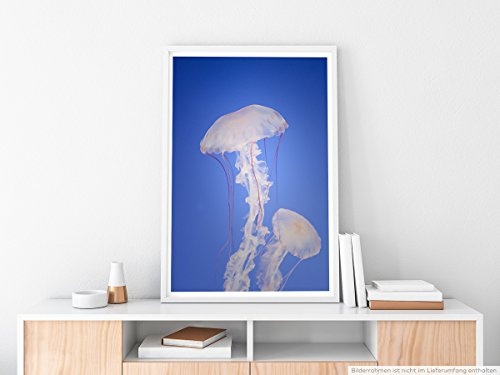 Best for home Artprints - Tierfotografie - Weiße Medusen im blauen Wasser- Fotodruck in gestochen scharfer Qualität