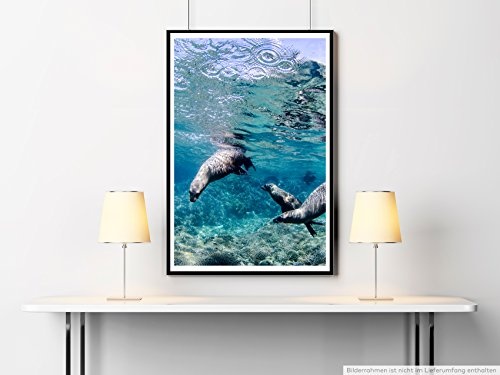 Best for home Artprints - Tierfotografie - Kalifornische Seelöwen unter Wasser- Fotodruck in gestochen scharfer Qualität