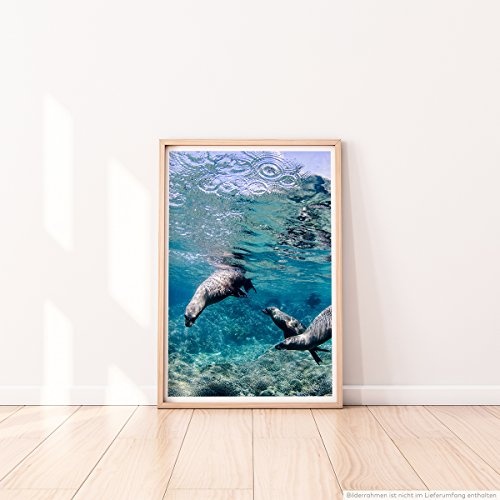 Best for home Artprints - Tierfotografie - Kalifornische Seelöwen unter Wasser- Fotodruck in gestochen scharfer Qualität