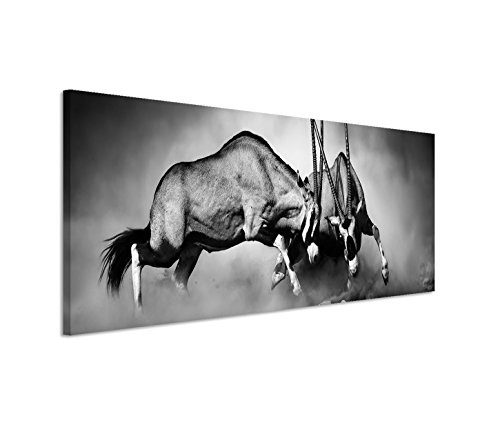 Modernes Bild 150x50cm Tierfotografie - Kämpfende Spießböcke schwarz weiß