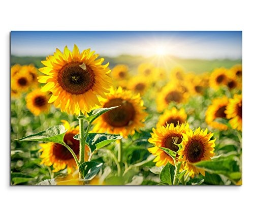 Modernes Bild 120x80cm Naturfotografie - Sonnenblumenfeld mit blauem Himmel