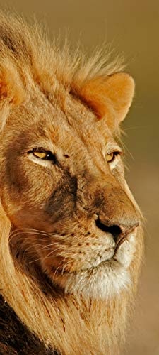 Türtapete selbstklebend großer afrikanischer Löwe 90 x 200 cm - einteilig Türaufkleber Türfolie Türposter - Afrika Wildtier Raubtier Raubkatze Mähne König der Tiere