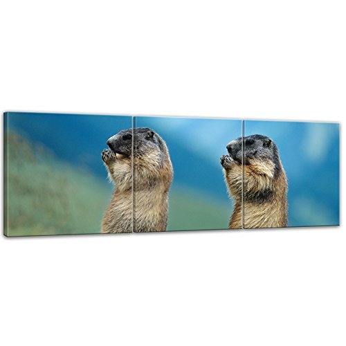 Wandbild Murmeltiere - 90x30 cm Bilder als Leinwanddruck Fotoleinwand Tierbild Nagetiere - Zwei Murmeltiere in freier Natur