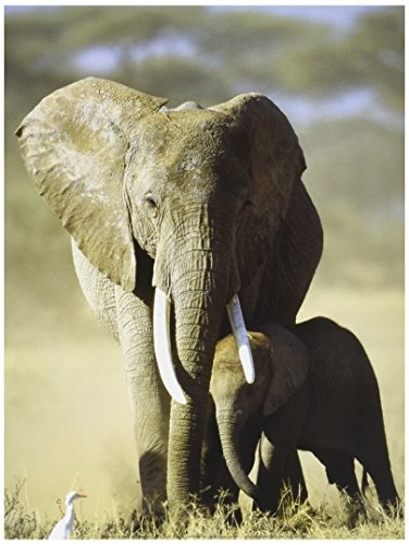 Unbekannt Neue imagesaffiche 30 x 40 cm Elefanten in Afrika/African Elephants/Afrikanische Bilderdepot24 Elefanten