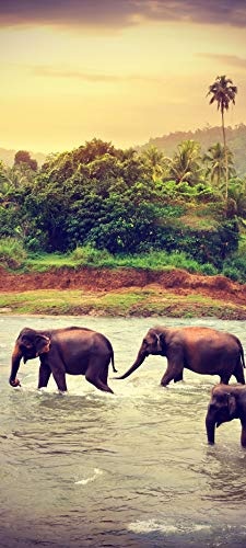 Türtapete selbstklebend Elefanten im Fluss Vintage 90 x 200 cm - einteilig Türaufkleber Türfolie Türposter - Elefant Sri Lanka Tropisch Nationalpark Herde Elephant Landschaft