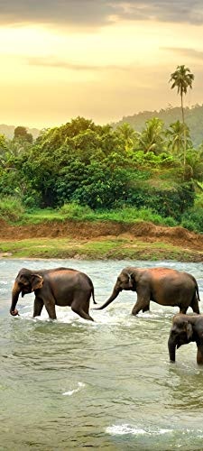 Türtapete selbstklebend Elefanten im Fluss 90 x 200 cm - einteilig Türaufkleber Türfolie Türposter - Elefant Sri Lanka Tropisch Nationalpark Herde Elephant Landschaft