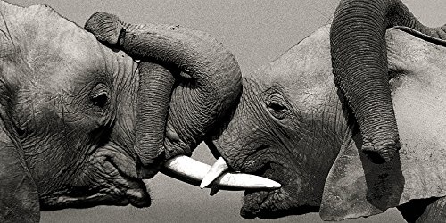 Unbekannt Poster 50 x 100 cm Elefanten in Afrika/African Elephants/Afrikanische Bilderdepot24 Elefanten Florence Rouquette, Jean-Michel Labat