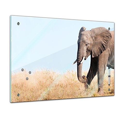 Memoboard 60 x 40 cm, Tiere - Elefantenbulle - Memotafel Pinnwand - Tiermotive - Tierbild - Tier - Natur - Afrika - Wildtier - Dickhäuter - Elefant - grau - Küche - Glasbild - Handmade