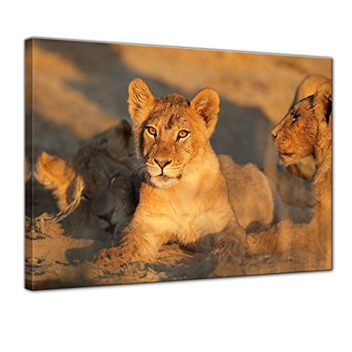 Wandbild - Afrikanisches Löwenbaby - Bild auf...