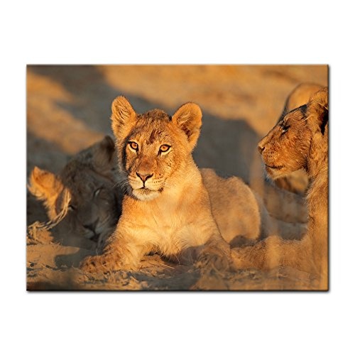 Wandbild - Afrikanisches Löwenbaby - Bild auf Leinwand - 80x60 cm einteilig - Leinwandbilder - Tierwelten - junger Löwe im Sand