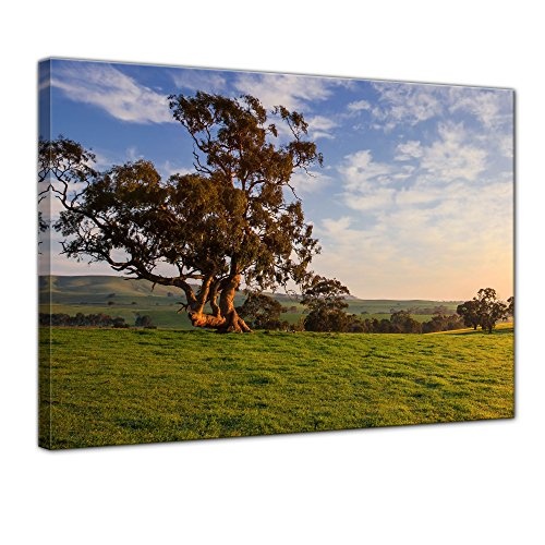 Wandbild - Canola Field - Clare Valley, Australien - Bild auf Leinwand - 40x30 cm einteilig - Leinwandbilder - Landschaften - Wiesen und Felder - großer Baum an Einem sonnigen Tag
