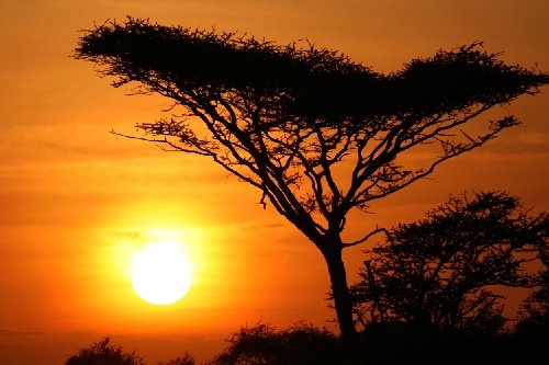 Bilderdepot24 Vlies Fototapete - Akazienbaum im Sonnenuntergang, Tanzania Serengeti Afrika - 200x130 cm - mit Kleister - Poster - Foto auf Tapete - Wandbild - Wandtapete - Vliestapete