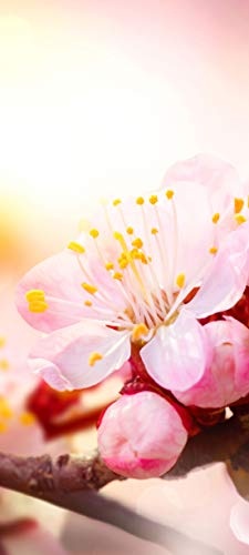 Bilderdepot24 Türtapete selbstklebend Aprikosenblüten 90 x 200 cm - einteilig Türaufkleber Türfolie Türposter - Aprikose Blüte Baum Frühling Frühjahr blühen Obst Natur