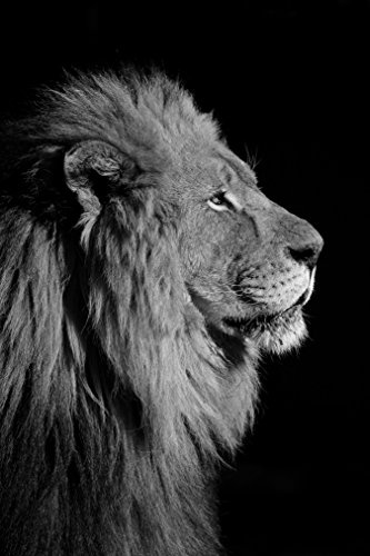 Bilderdepot24 Vlies Fototapete - Großer Afrikanischer Löwe - schwarz Weiss - 130x200 cm - mit Kleister - Poster - Foto auf Tapete - Wandbild - Wandtapete - Vliestapete