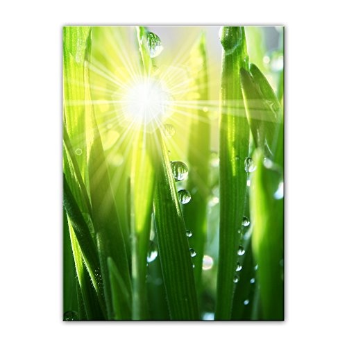 Wandbild - Gras II - Bild auf Leinwand - 30x40 cm einteilig - Leinwandbilder - Pflanzen & Blumen - Grashalme mit Wassertropfen in der Sonne
