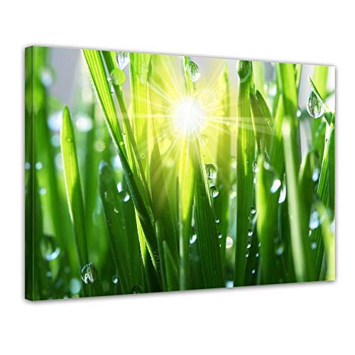 Wandbild - Gras II - Bild auf Leinwand - 70x50 cm einteilig - Leinwandbilder - Pflanzen & Blumen - Grashalme mit Wassertropfen in der Sonne