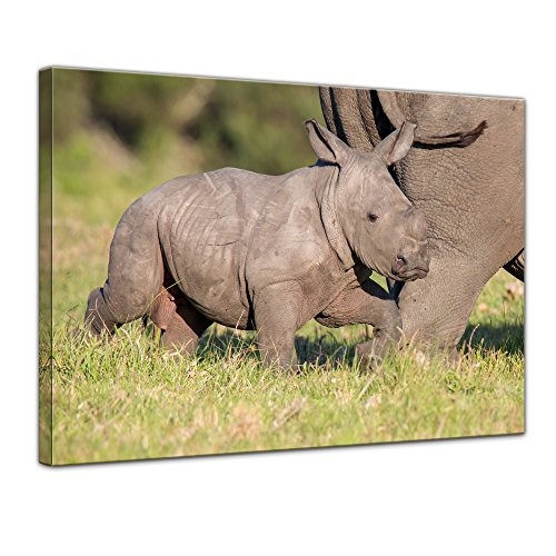 Wandbild Nashornbaby - 40x30 cm Bilder als Leinwanddruck Fotoleinwand Tierbild Afrika - bedrohte Tierart - kleines Nashornjunges