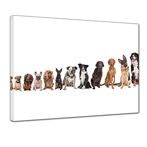 Wandbild - Hundebande - Bild auf Leinwand - 80x60 cm einteilig - Leinwandbilder - Tierwelten - Reihe von Hunderassen von klein nach groß