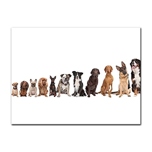 Wandbild - Hundebande - Bild auf Leinwand - 80x60 cm...