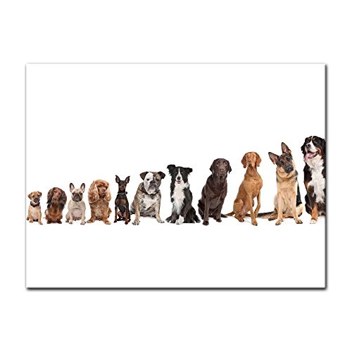 Wandbild - Hundebande - Bild auf Leinwand - 80x60 cm einteilig - Leinwandbilder - Tierwelten - Reihe von Hunderassen von klein nach groß