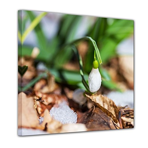Wandbild - Schneeglöckchen - Bild auf Leinwand - 40x40 cm einteilig - Leinwandbilder - Pflanzen & Blumen - Winter - Frühling - geschlossene Blüte im Tau