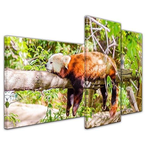 Wandbild roter Panda - 130x80 cm Bilder als Leinwanddruck Fotoleinwand Tierbild Bär - schlafender Pandabär auf Einem AST