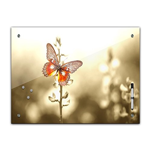 Memoboard 60 x 40 cm, Tiere - Schmetterling auf Einem Feld - Memotafel Pinnwand - Tiermotive - Tierbild - Tier - Falter - Insekt - Raupe - bunter Schmetterling - Flügel - Natur - Küche