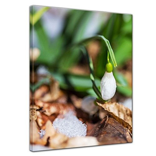 Wandbild - Schneeglöckchen - Bild auf Leinwand - 30x40 cm einteilig - Leinwandbilder - Pflanzen & Blumen - Winter - Frühling - geschlossene Blüte im Tau