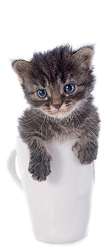 Bilderdepot24 Türtapete selbstklebend Tierwelpen in Teetassen Katze 90 x 200 cm - einteilig Türaufkleber Türfolie Türposter - Tierbaby klein niedlich Haustier cat Stubentiger