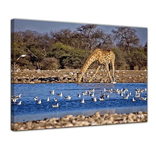 Keilrahmenbild Giraffe am Wasserloch - 120x90 cm Bilder als Leinwanddruck Fotoleinwand Tierbild Afrika - Wildtier - Giraffe an Einer Wasserstelle
