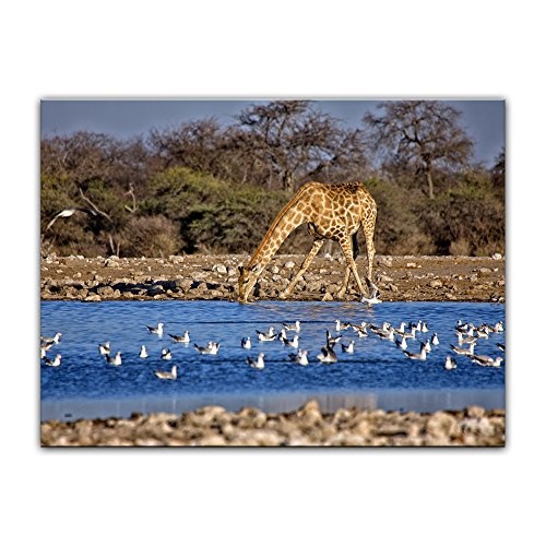 Keilrahmenbild Giraffe am Wasserloch - 120x90 cm Bilder...