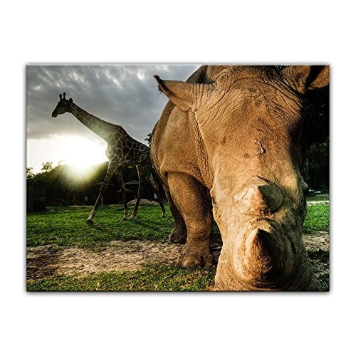 Keilrahmenbild Nashorn und Giraffe - 120x90 cm Bilder als Leinwanddruck Fotoleinwand Tierbild exotische Tiere - afrikanische Tiere im Sonnenuntergang